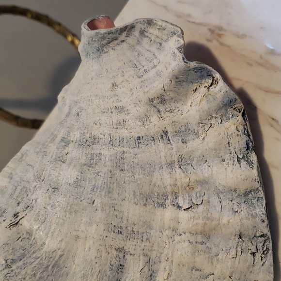 Vintage CONCH Shell - Picture 7 of 9